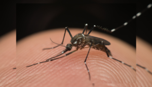 informações abrangentes sobre a dengue e a Zika, destacando a importância da prevenção e do controle dessas doenças para proteger a saúde pública e reduzir o impacto sobre as comunidades afetadas.